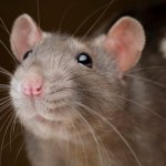 Interested Rat