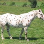 Appaloosa horse