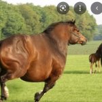 Fat Horse template