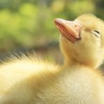 happy duckling meme