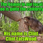 Celebrity at Zoo | The beaver in our local zoo is quite the celebrity. His name is Clint.
Clint EatsWood. | image tagged in beaver chewing wood,local zoo,beaver called clint,clint eatswood,fun | made w/ Imgflip meme maker