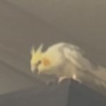 Bird is mad | image tagged in bird is mad,cockatiel,birb,cute | made w/ Imgflip meme maker
