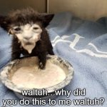 waltuh | waltuh.. why did you do this to me waltuh? | image tagged in messy cat,breaking bad,walter white,better call saul | made w/ Imgflip meme maker