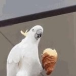 Parrot eating GIF Template