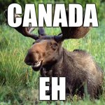 Canada Eh | CANADA; EH | image tagged in smiling moose,canada,eh,canada eh,moose | made w/ Imgflip meme maker