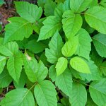 dems like poison ivy