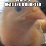 Chicken sideye | WHEN U REALIZE UR ADOPTED | image tagged in chicken sideye,funny | made w/ Imgflip meme maker