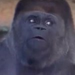 Gorilla GIF Template