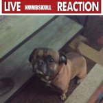 Live Numbskull Reaction