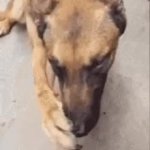 Dog Covering Nose GIF Template