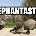 Elephantastic | ELEPHANTASTIC! | image tagged in gifs,elephant,flip | made w/ Imgflip video-to-gif maker