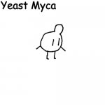 Yeast Myca