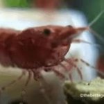 shrimp GIF Template