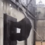 welp... *takes a crap in poop sock* | when you have to go to the bathroom, but the door is locked | image tagged in gifs,monkey | made w/ Imgflip video-to-gif maker