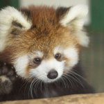 red panda saying hi