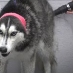 Husky being groomed