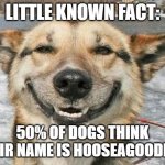 smiling dog | LITTLE KNOWN FACT:; 50% OF DOGS THINK THEIR NAME IS HOOSEAGOODBOY | image tagged in smiling dog | made w/ Imgflip meme maker