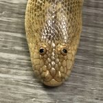 Snek