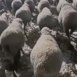 sheep march GIF Template