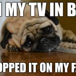 No way you can hold a TV | ON MY TV IN BED; DROPPED IT ON MY FACE | image tagged in first world problems dog | made w/ Imgflip meme maker