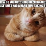 Hmm | HOW DO YOU GET THROUGH PREGNANCY BECAUSE I JUST HAD A HARD TIME TAKING A DUMP | image tagged in curious question cat | made w/ Imgflip meme maker