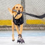 dog playing hockey