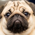 pug