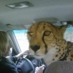 Cheetah in the Front Seat template