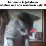 jellybean ketchup the cat