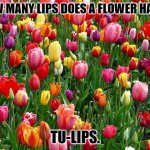 Daily Bad Dad Joke April 19,2023 | HOW MANY LIPS DOES A FLOWER HAVE? TU-LIPS. | image tagged in tulips | made w/ Imgflip meme maker