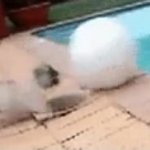 dog falling GIF Template