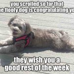 Sunbathing Pomapoo | you scrolled so far that the floofy dog is congratulating you; they wish you a good rest of the week | image tagged in sunbathing pomapoo,dog,silly,cute,why are you reading the tags | made w/ Imgflip meme maker