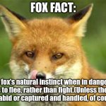 Fox Facts #3 | FOX FACT:; A fox's natural instinct when in danger is to flee, rather than fight.(Unless they are rabid or captured and handled, of course.) | image tagged in fox,3 | made w/ Imgflip meme maker