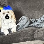 Finn Dang