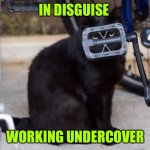 In disguise | IN DISGUISE; WORKING UNDERCOVER | image tagged in working undercover,low key,cats | made w/ Imgflip meme maker