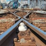 Duck railroad tracks