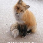 FOX FACTS 5 | FOX FACT:; The Fox can make 40+ sounds. (In short, we don't really know What Does The Fox Say.) | image tagged in fox,5 | made w/ Imgflip meme maker