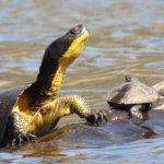 Blanding's turtle