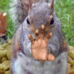 funny squirrels with guns (5) | HEY WHAT DID U PICK UP A NUT? *DEMONIC VOICE* GIVE ME IT | image tagged in funny squirrels with guns 5 | made w/ Imgflip meme maker