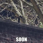 SOON goose | SOON | image tagged in soon goose | made w/ Imgflip meme maker