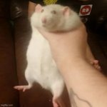 upvote=he will teleport to your house | image tagged in grabbing a fat rat | made w/ Imgflip meme maker