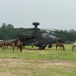 AH-64 Army Apache field of horses JPP