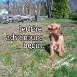 let the adventure begin | adventure; let the; begin. | image tagged in dogs,funny animals,animals,cute dogs,cute puppies,cute animals | made w/ Imgflip meme maker