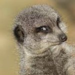 Cheeky meerkat