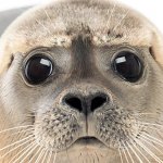 Harbor seal