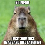Enjoy your day lol | NO MEME; I JUST SAW THIS IMAGE AND DIED LAUGHING | image tagged in disappointed capybara,vibes | made w/ Imgflip meme maker