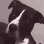 g GIF Template