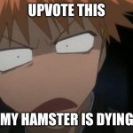 We’ll see what you do idc tbh | UPVOTE THIS; MY HAMSTER IS DYING | image tagged in ichigo what the f k face | made w/ Imgflip meme maker