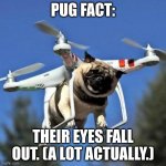 pug fact | PUG FACT:; THEIR EYES FALL OUT. (A LOT ACTUALLY.) | image tagged in flying pug | made w/ Imgflip meme maker