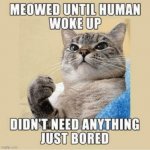 This is what my cat does at 2:00 am | image tagged in cat | made w/ Imgflip meme maker